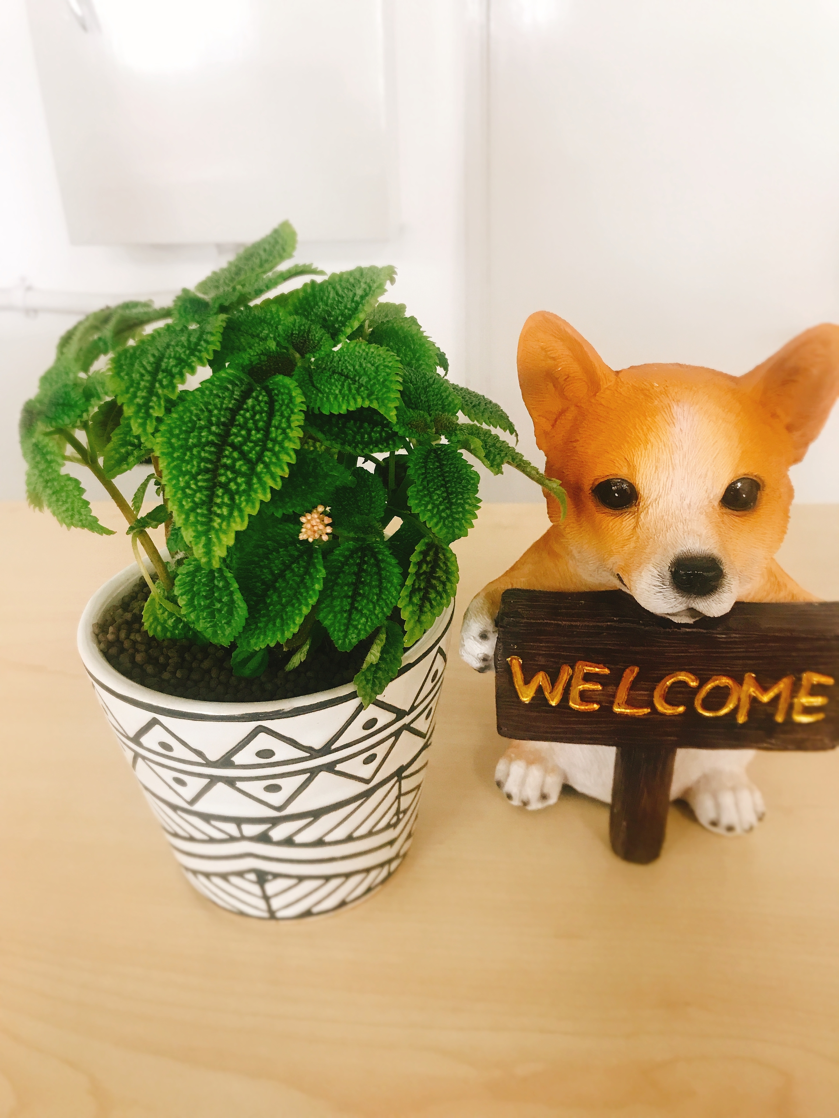 ピレア　観葉植物　弁護士　犬