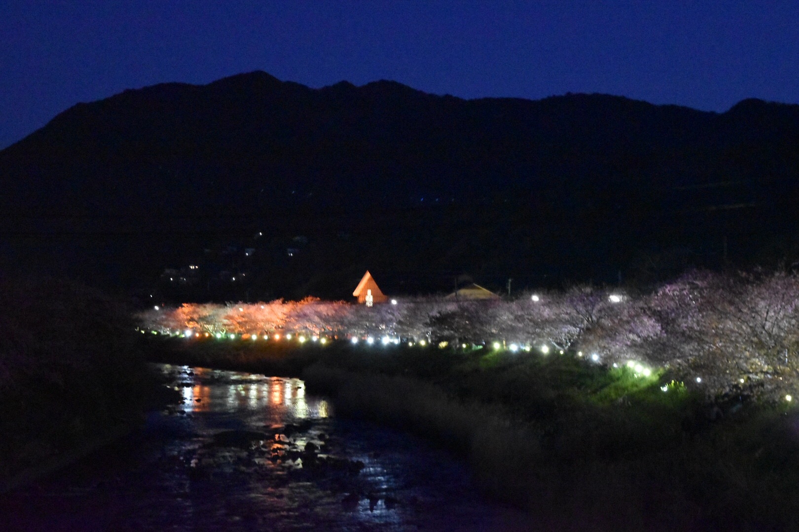 伊豆　河津桜　夜桜　