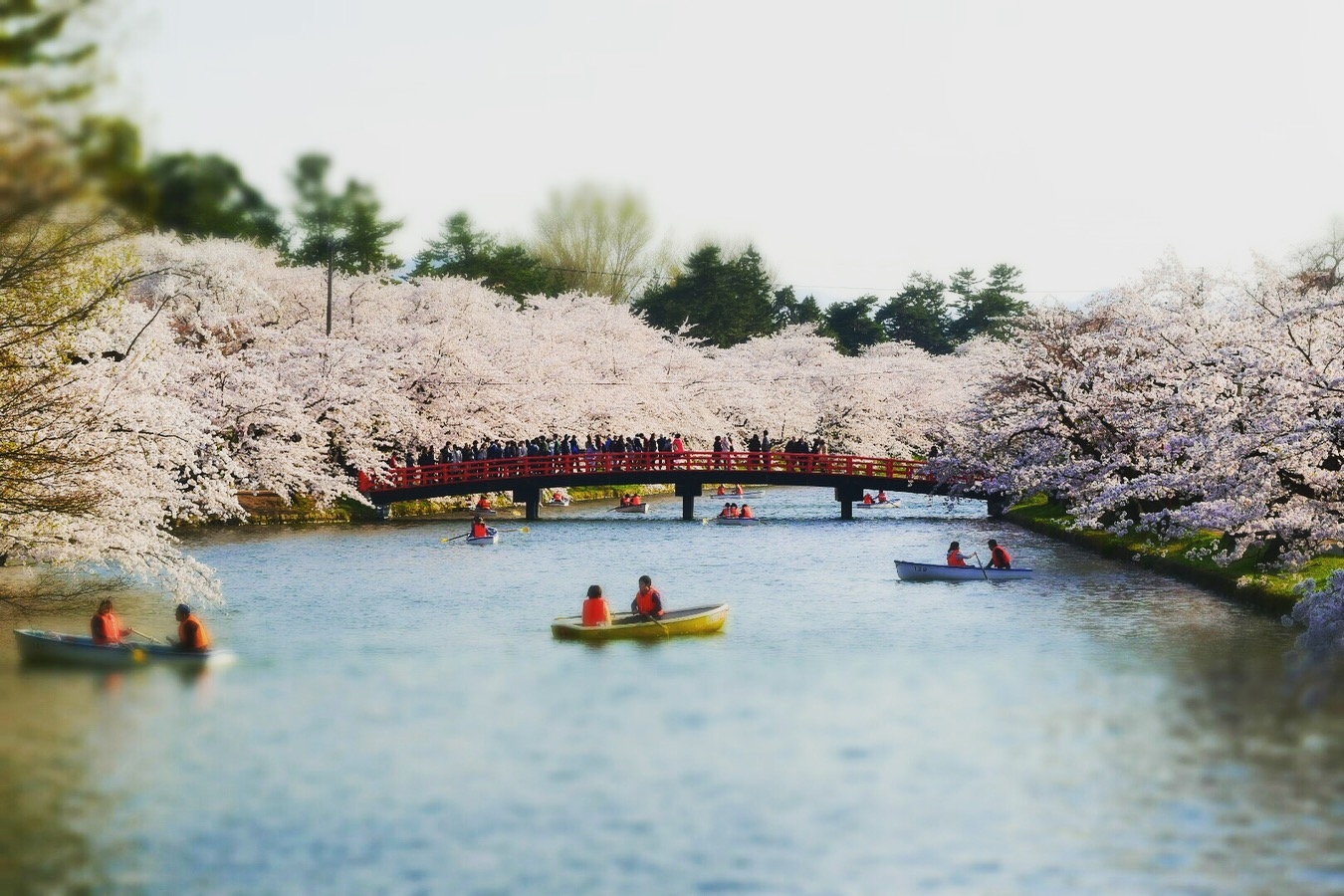 弘前さくら祭り　弘前城　桜