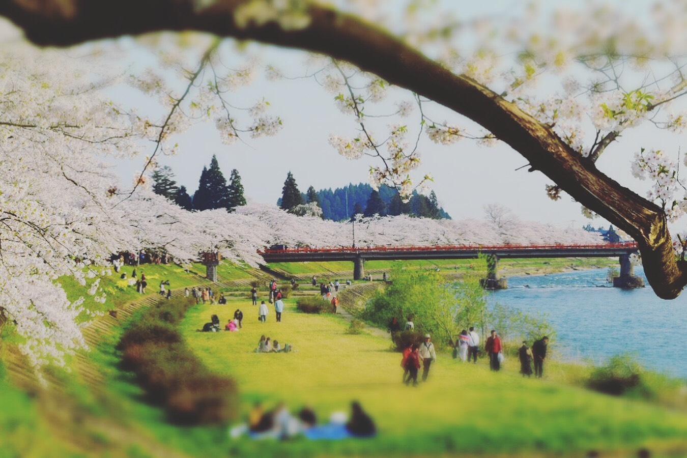 角館　桜　秋田