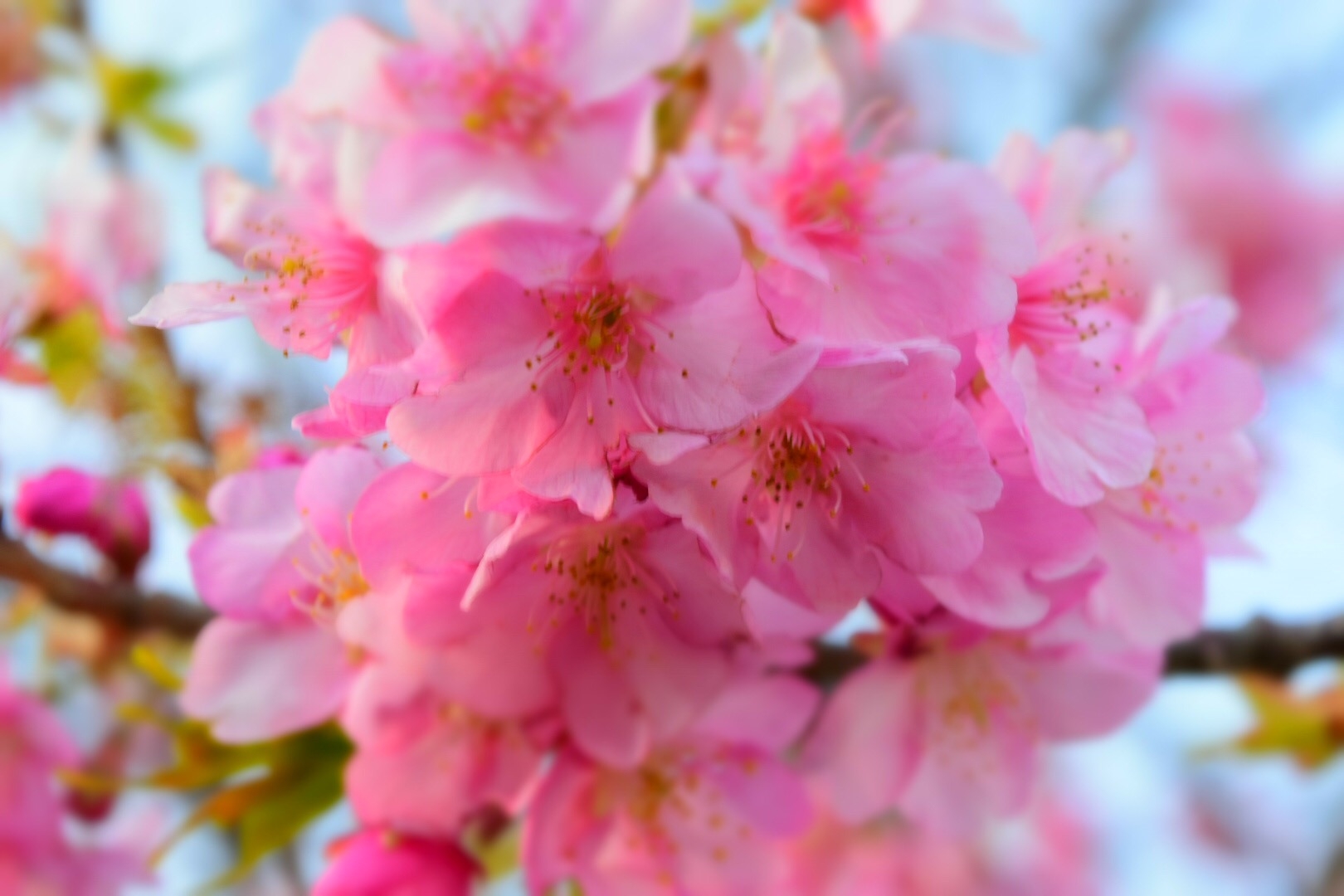 桜　伊豆　河津町　河津桜　